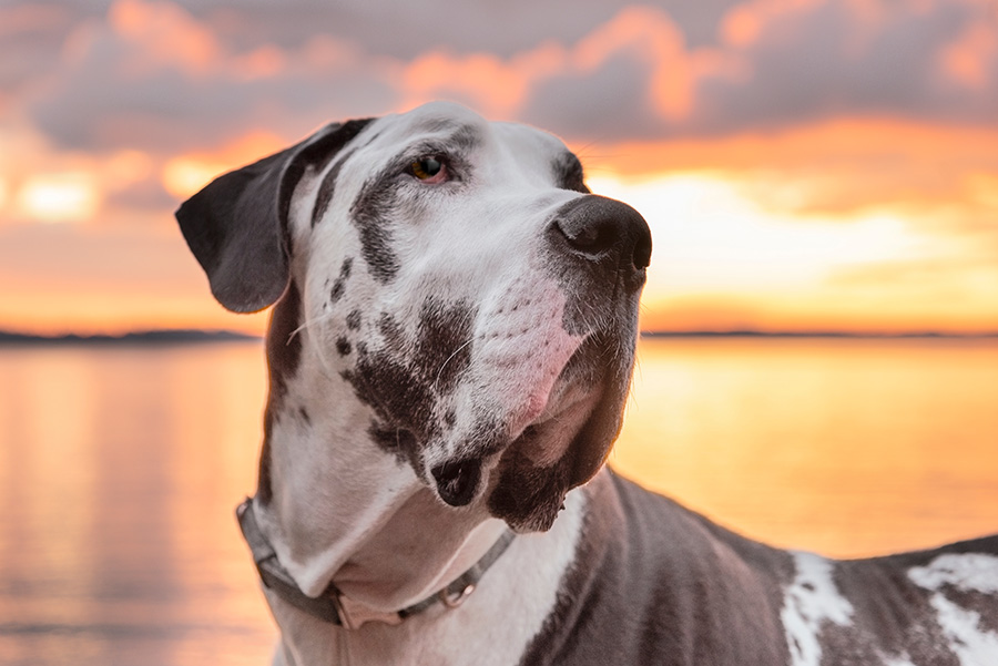 Redlands Animal Hospital: Trusted Veterinary Care Since 1961